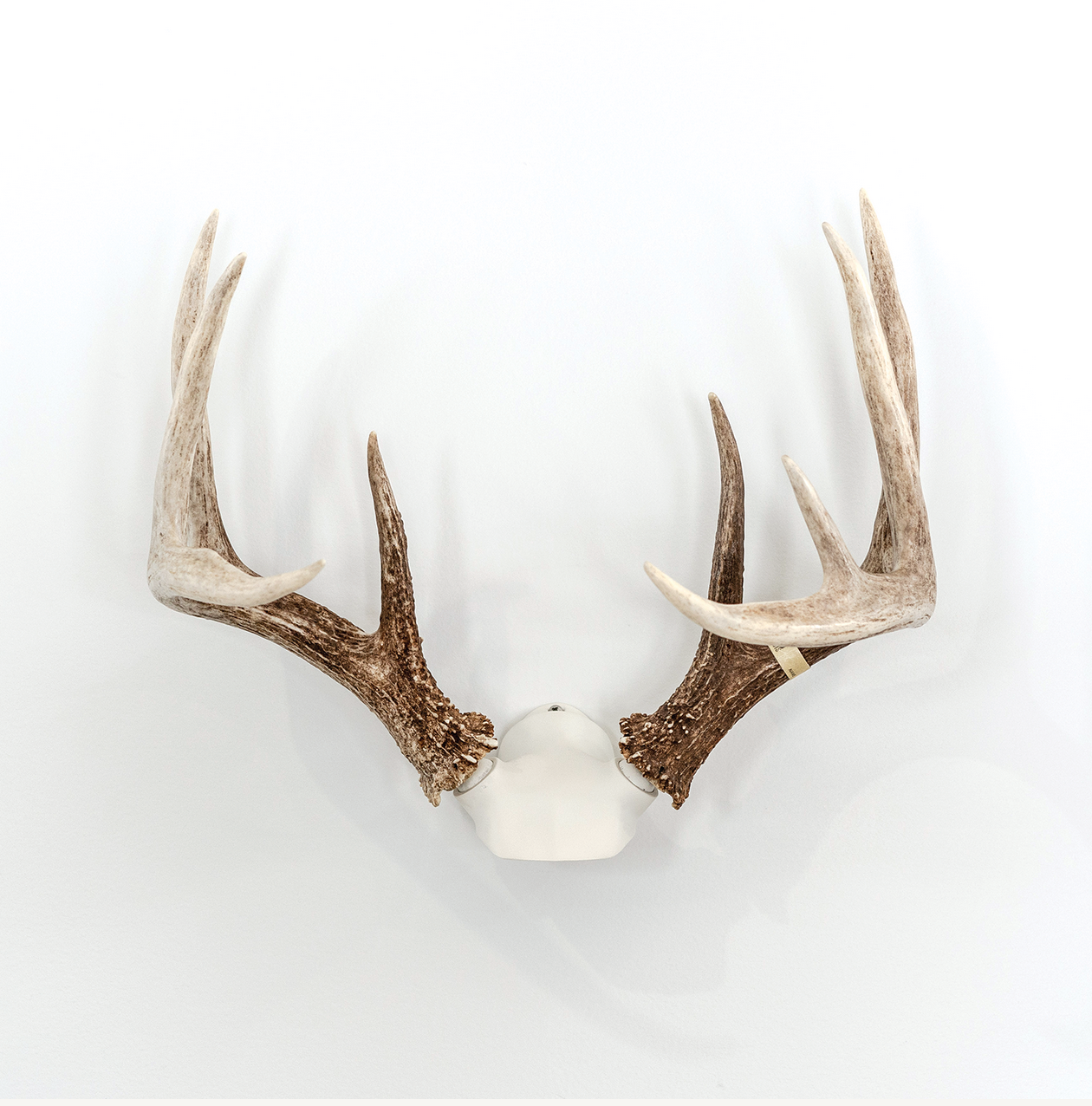 Deer antler mounting kit deals